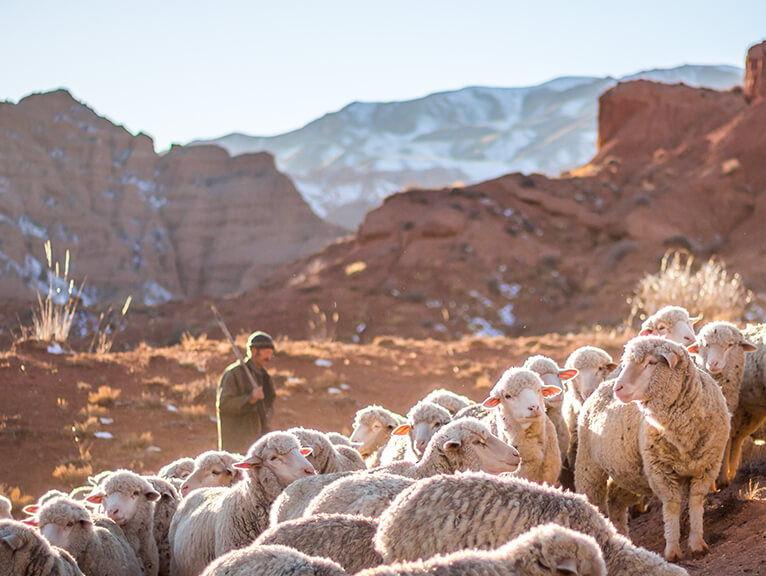 Sheep grazing in the Kyrgyz landscape where Kyrgies sources its wool